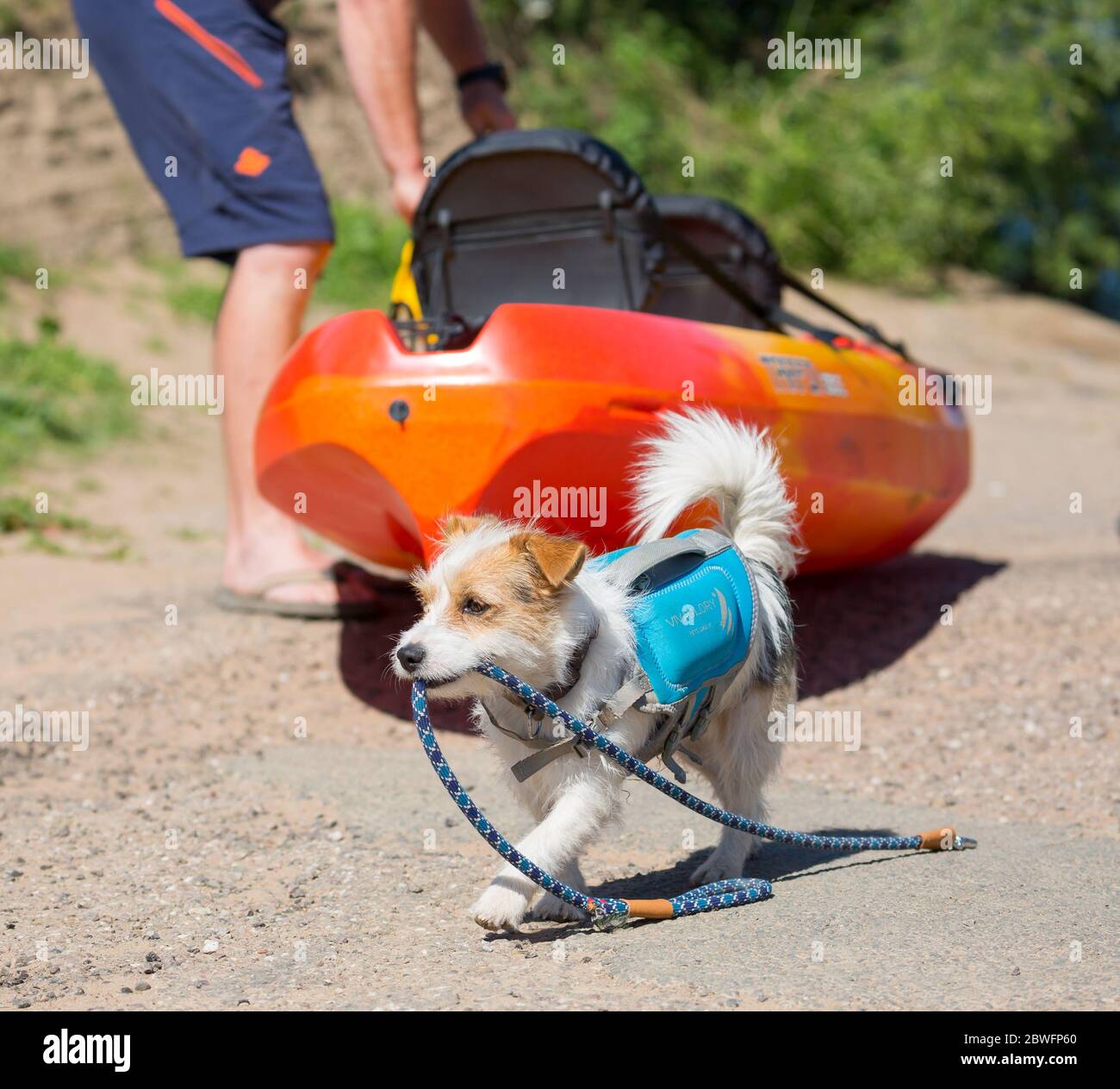 Bewdley, Regno Unito. 1 giugno 2020. Tempo nel Regno Unito: Quando iniziamo il nuovo mese di 'giugno fiammeggiante', il tempo asciutto, caldo e soleggiato certamente è all'altezza del suo nome! Con le restrizioni di blocco del Regno Unito che iniziano a essere facili, i folkloristi del Worcestershire possono iniziare a godersi le loro attività all'aperto, sia a due zampe che a quattro zampe! Un animale entusiasta attende nella sua giubbotto di salvataggio in barca, cane piombo in bocca, pronto per una soleggiata gita in famiglia lungo il fiume. Credit: Lee Hudson/Alamy Live News Foto Stock
