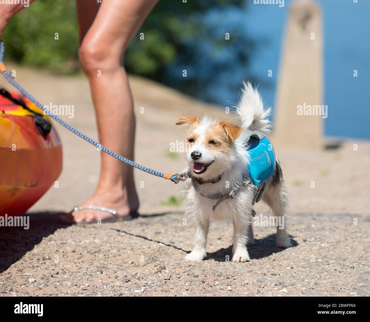 Bewdley, Regno Unito. 1 Giugno 2020. Tempo in Gran Bretagna: Quando iniziamo il nuovo mese di 'giugno in fiamme', il clima asciutto, caldo e soleggiato certamente è all'altezza del suo nome! Con le restrizioni inglesi che iniziano a essere facili, i folkloristi del Worcestershire possono iniziare a praticare le loro attività all'aperto, sia a due zampe che a quattro zampe! Un eccitata cucciolo attende nella sua giubbotto di salvataggio in barca pronto per una soleggiata gita in famiglia lungo il fiume. Credit: Lee Hudson/Alamy Live News Foto Stock