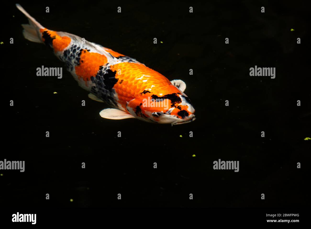 Primo piano di pesci Koi in stagno, giardino giapponese, Portland, Oregon, Stati Uniti Foto Stock