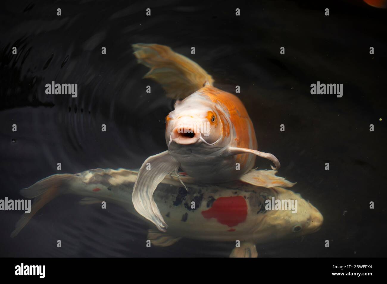 Primo piano di pesci Koi in stagno, giardino giapponese, Portland, Oregon, Stati Uniti Foto Stock