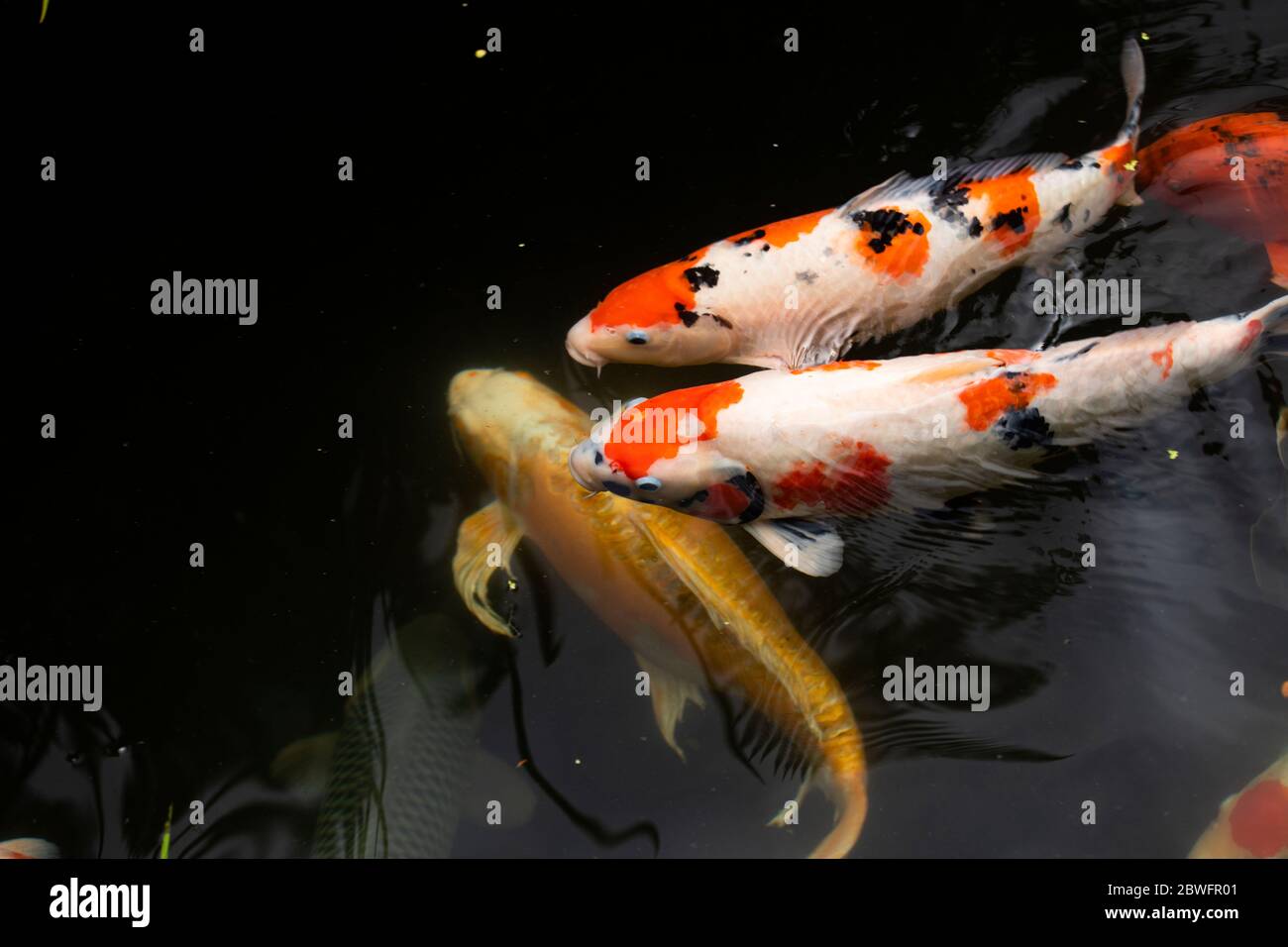 Primo piano di pesci Koi in stagno, giardino giapponese, Portland, Oregon, Stati Uniti Foto Stock