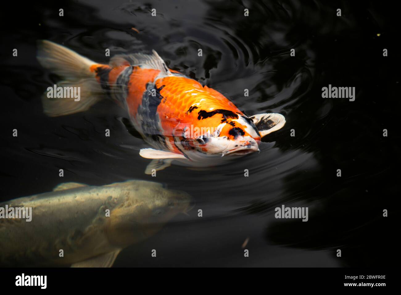 Primo piano di pesci Koi in stagno, giardino giapponese, Portland, Oregon, Stati Uniti Foto Stock