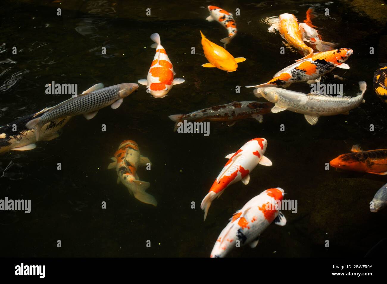 Primo piano di pesci Koi in stagno, giardino giapponese, Portland, Oregon, Stati Uniti Foto Stock