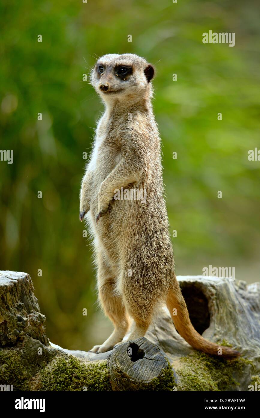 Primo piano di un meerkat (Suricata) in piedi sulle zampe posteriori sul moncone tree Foto Stock