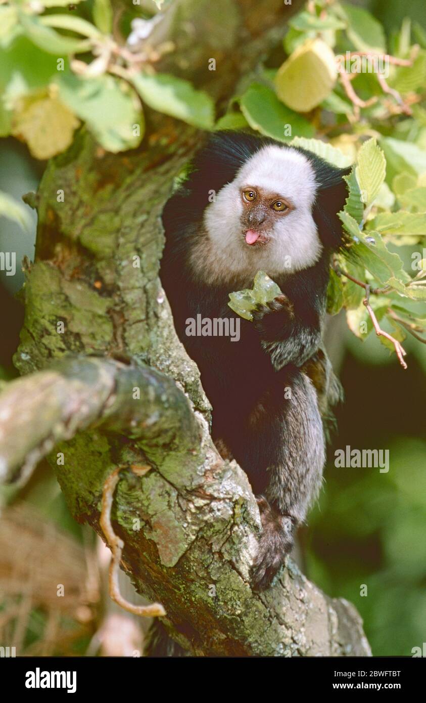 Marmoset di Geoffroy, (Callithrix geoffroyi) dal Brasile sudorientale. Vulnerabile. Foto Stock