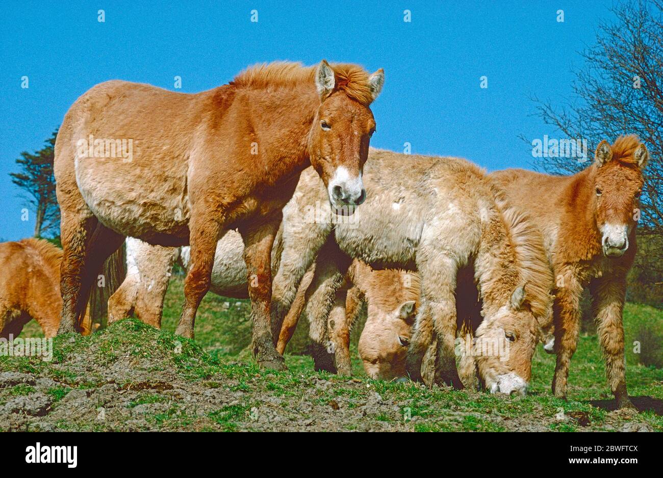 Cavalli di Przewalski, (Equus ferus przewalskii). Un allevamento che pascolano. Foto Stock