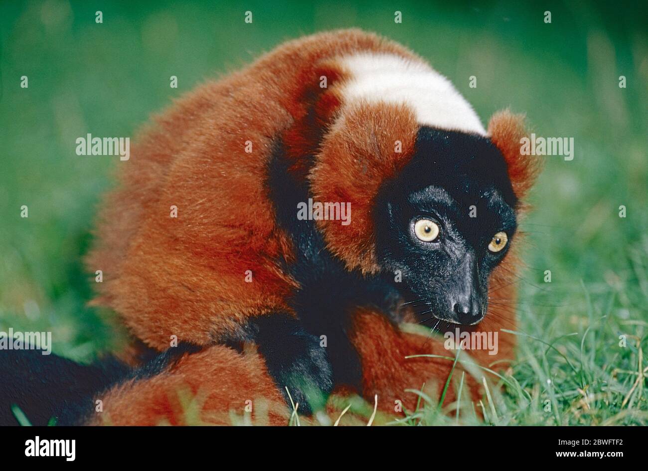 Lemur con volant rosso, (Varecia variegata rubra) dal Madagascar nord-orientale. Criticamente svincolato. Foto Stock
