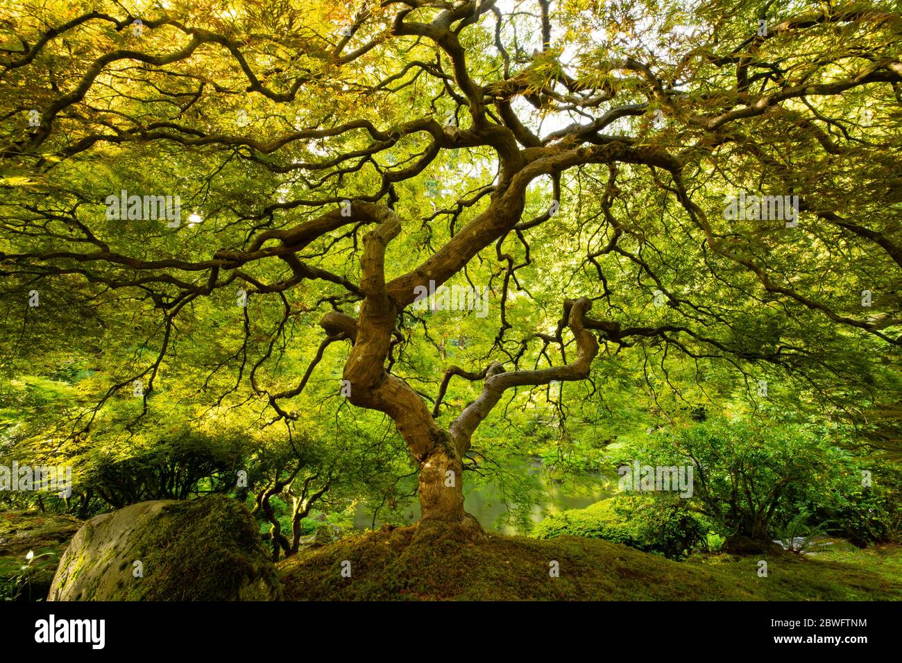 Albero su stagno nel giardino giapponese, Portland, Oregon, Stati Uniti Foto Stock
