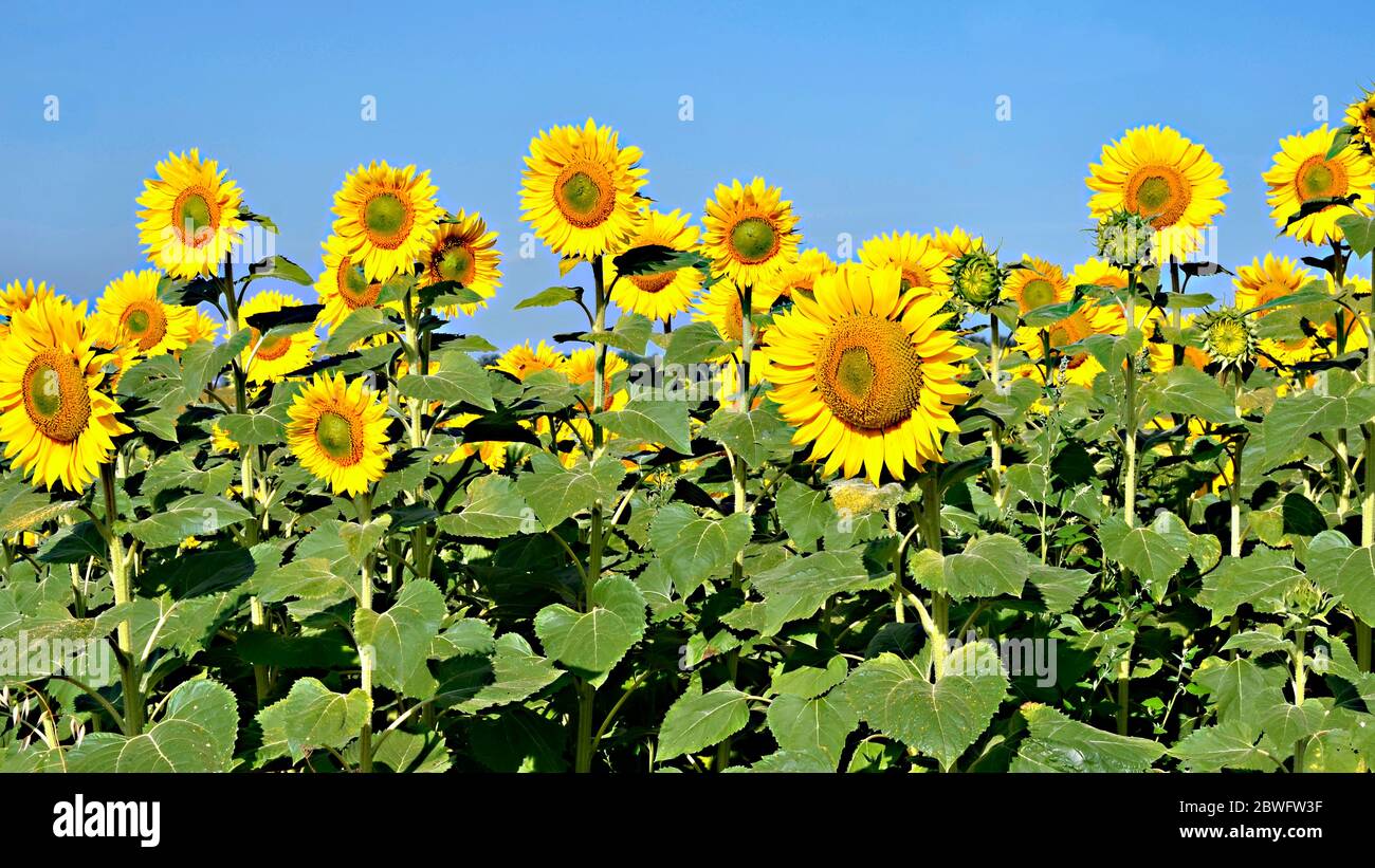 Foto panoramica di girasoli (Helianthus annuus) su sfondo blu cielo Foto Stock