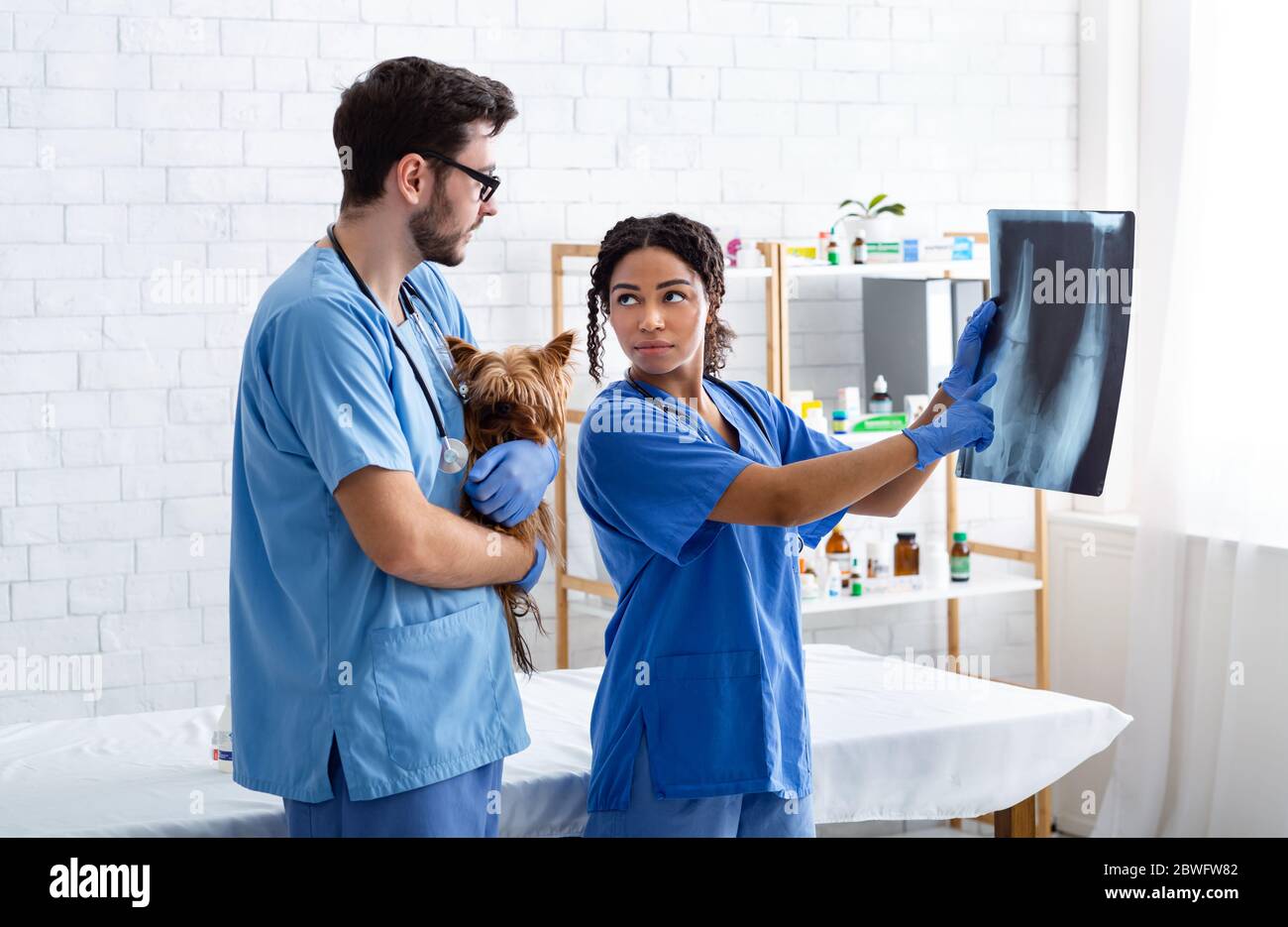 Radiografia animale. Medico esperto di veterinario e assistente con cute doggy che legge i raggi X in ospedale Foto Stock