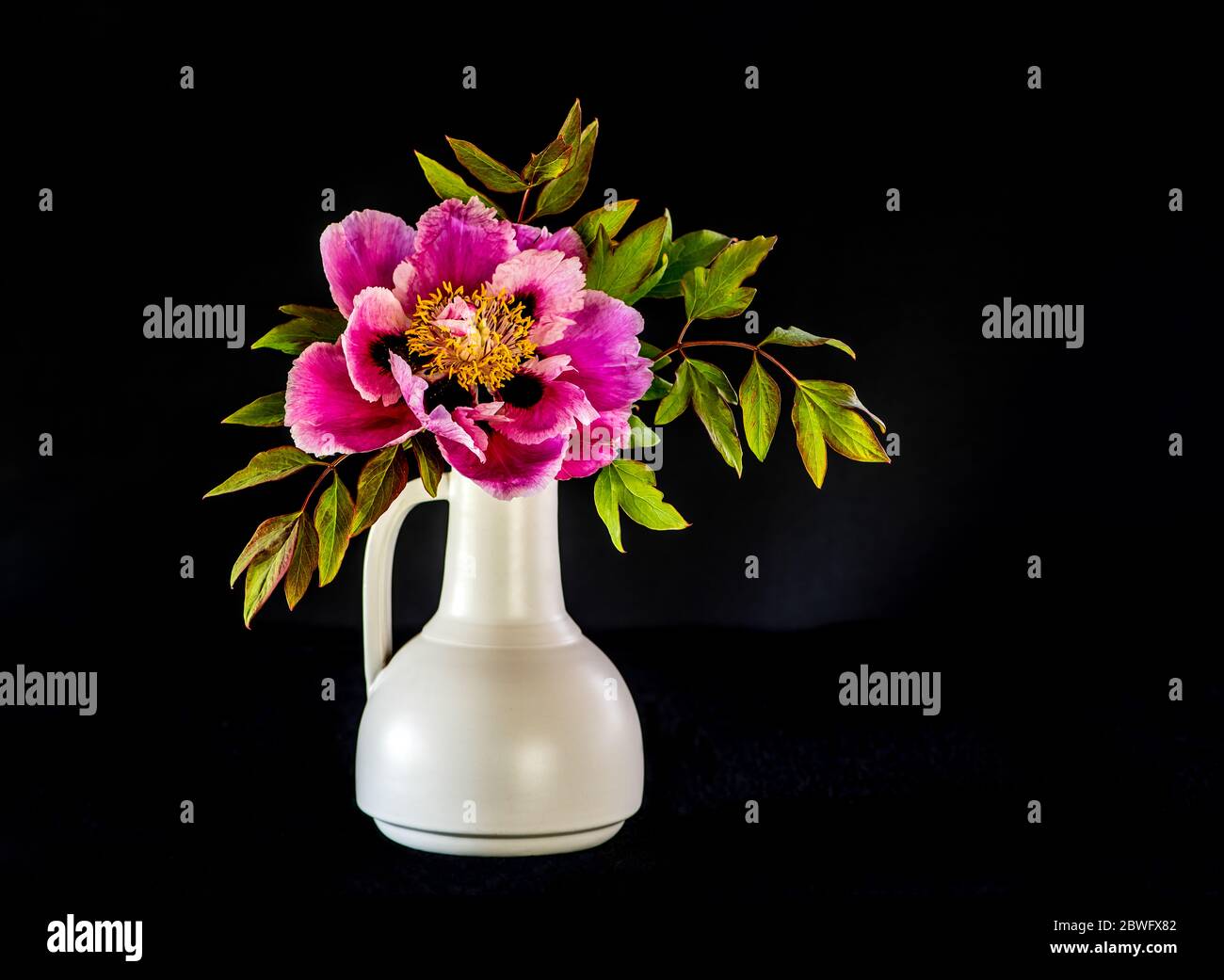 La bella e sontuosa peonia fiorente dell'albero in pieno soffiato (Paeonia rockii o Paeonia suffruticosa rockii) in un vaso bianco su sfondo nero. R Foto Stock
