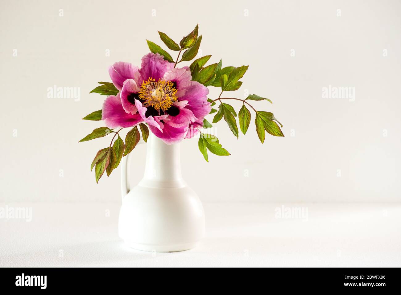 La bella e sontuosa pietra arborea fiorita piena soffiata (Paeonia rockii o Paeonia suffruticosa rockii) in un vaso bianco su sfondo bianco. Un Flo Foto Stock