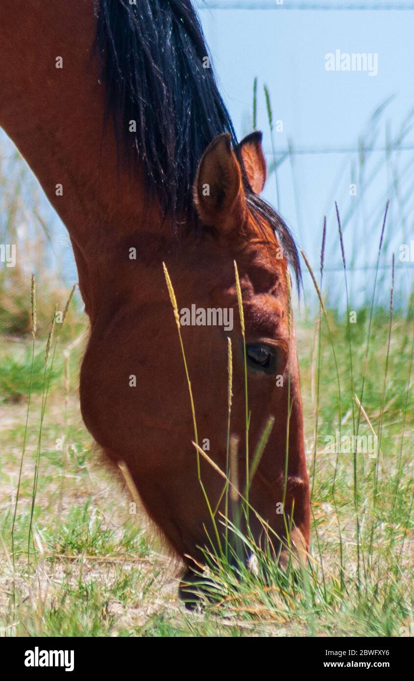 Cavallo che è sottaceo circa l'erba che mangia Foto Stock
