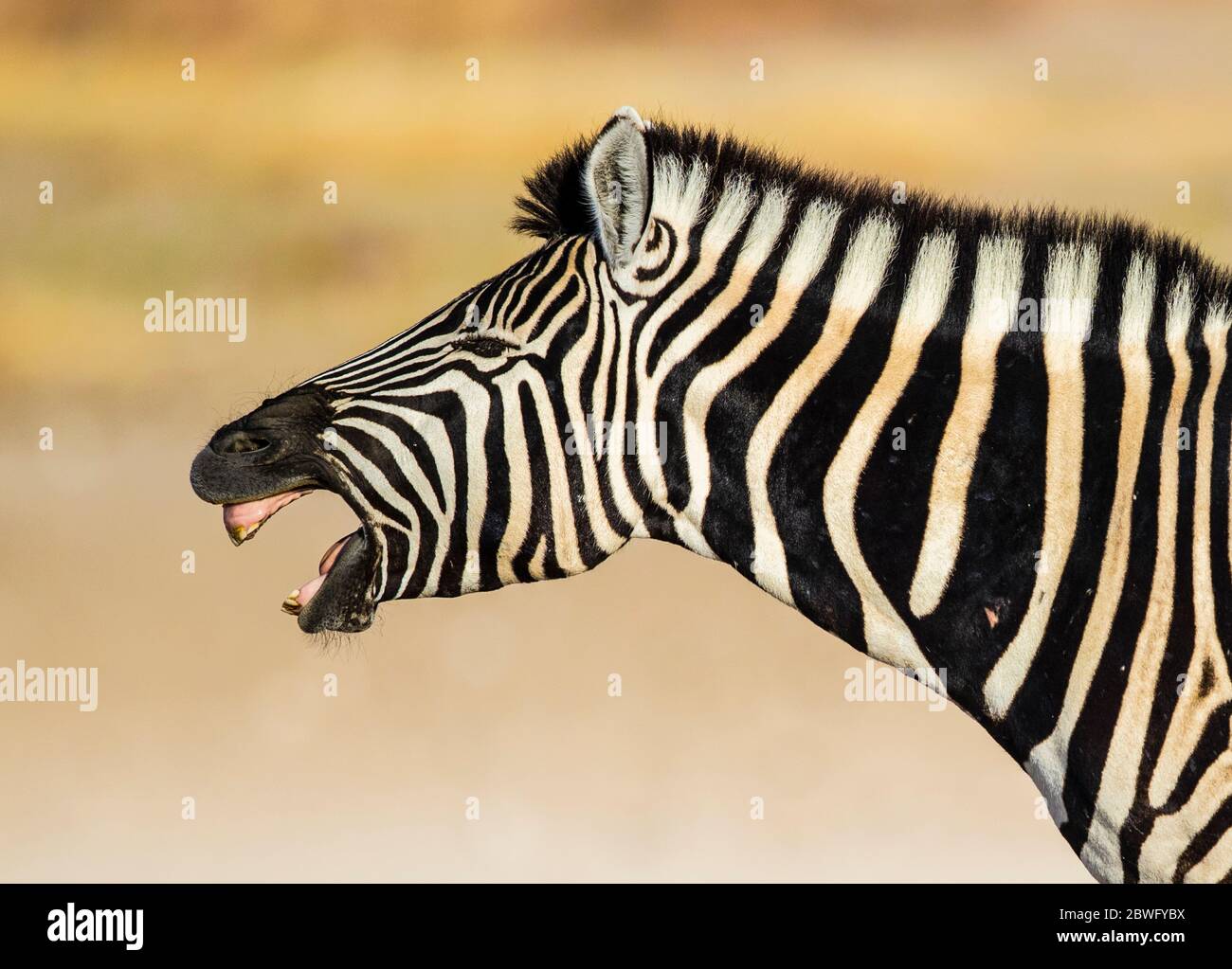 Burchells zebra (Equus quagga burchellii), Parco Nazionale di Etosha, Namibia, Africa Foto Stock