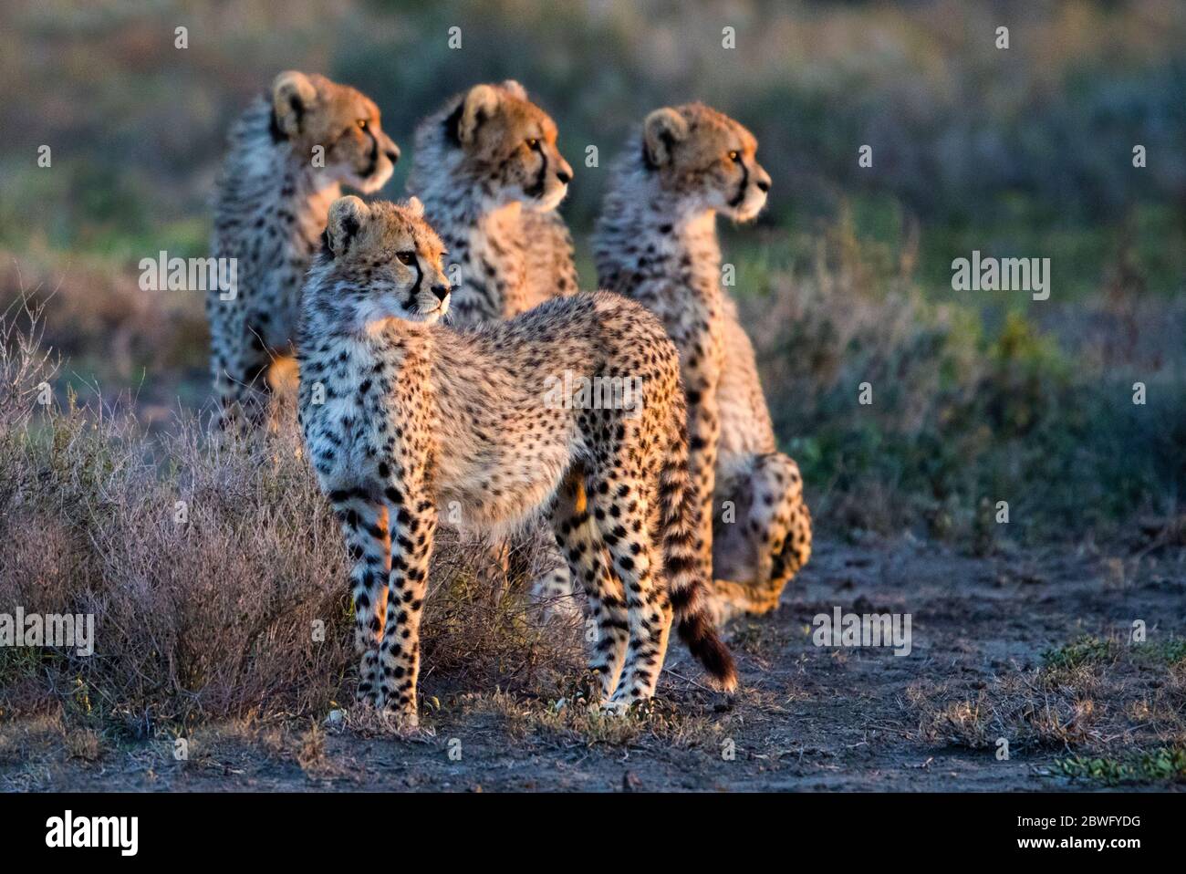 Cheetah (Acinonyx jubatus), Ngorongoro Conservation Area, Tanzania, Africa Foto Stock