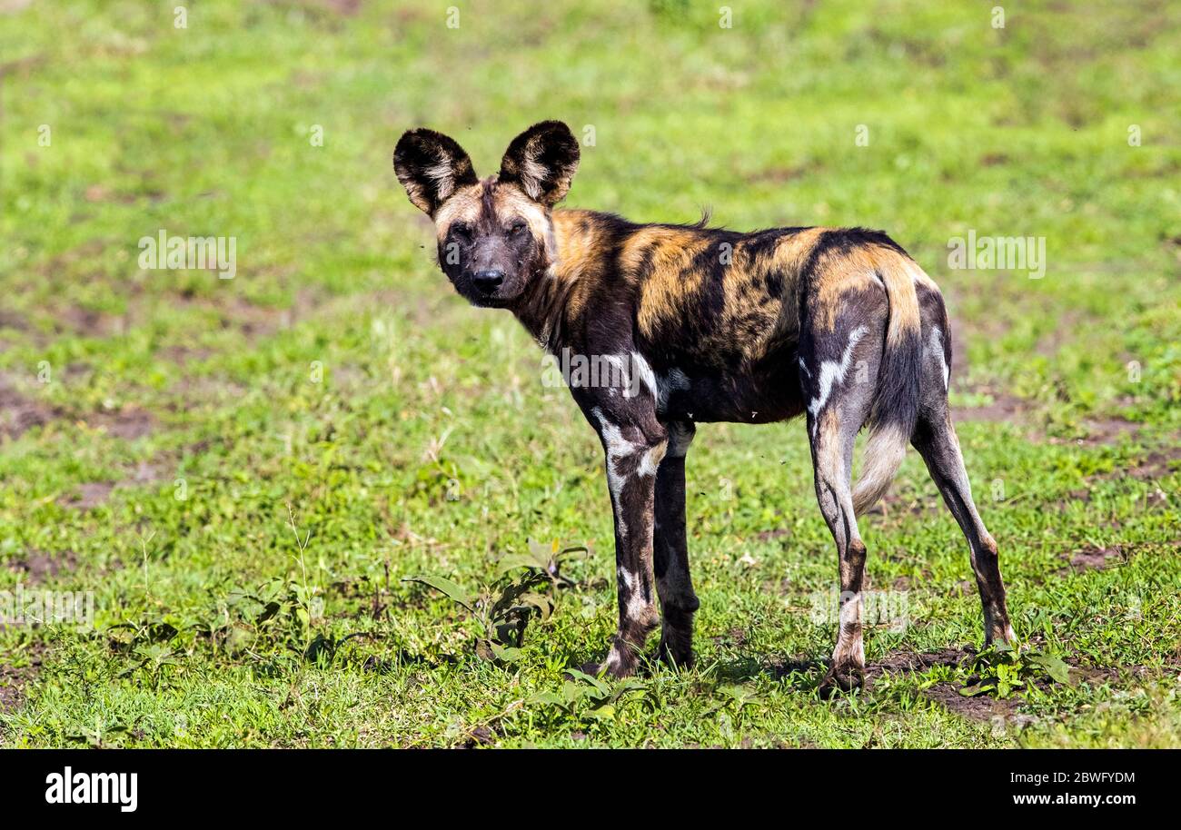 Cane da caccia africano (Lycaon pictus), Area di conservazione di Ngorongoro, Tanzania, Africa Foto Stock