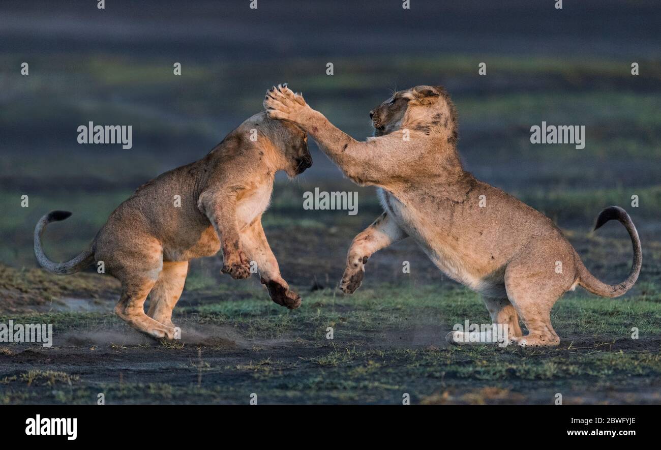 Due leonesse (Panthera leo) combattono, Area di conservazione di Ngorongoro, Tanzania, Africa Foto Stock