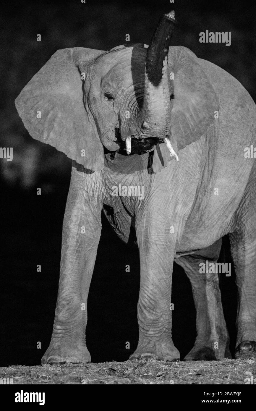 L'elefante, il Parco Nazionale di Etosha, Namibia, Africa Foto Stock
