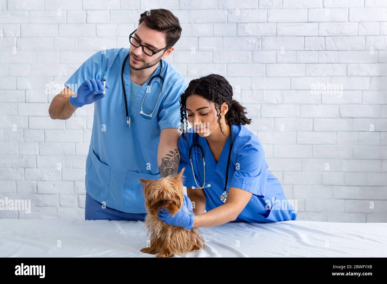 Veterinario professionale con assistente vaccinare il piccolo cane in clinica animale, spazio vuoto per il testo Foto Stock