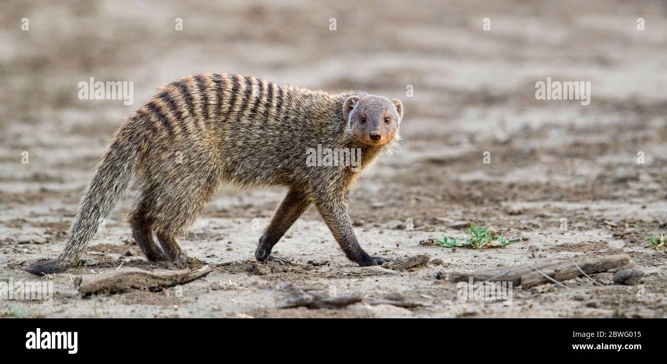 Mongoose bandito (Mungos mungo), Area di conservazione di Ngorongoro, Tanzania, Africa Foto Stock