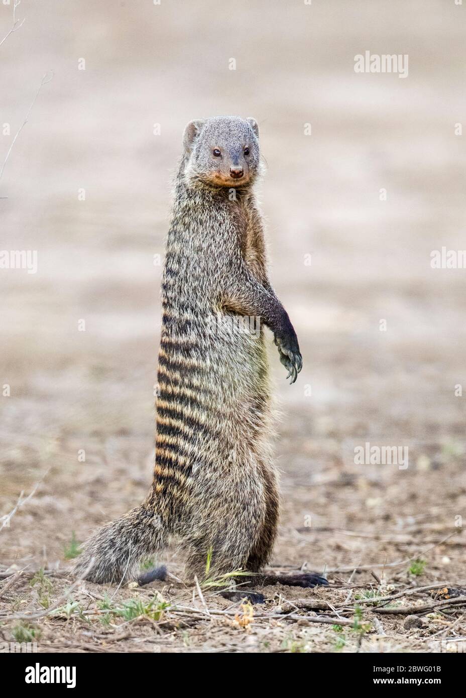 Mongoose a fasce (Mungos mungo) in piedi sulle gambe posteriori, Ngorongoro Conservation Area, Tanzania, Africa Foto Stock