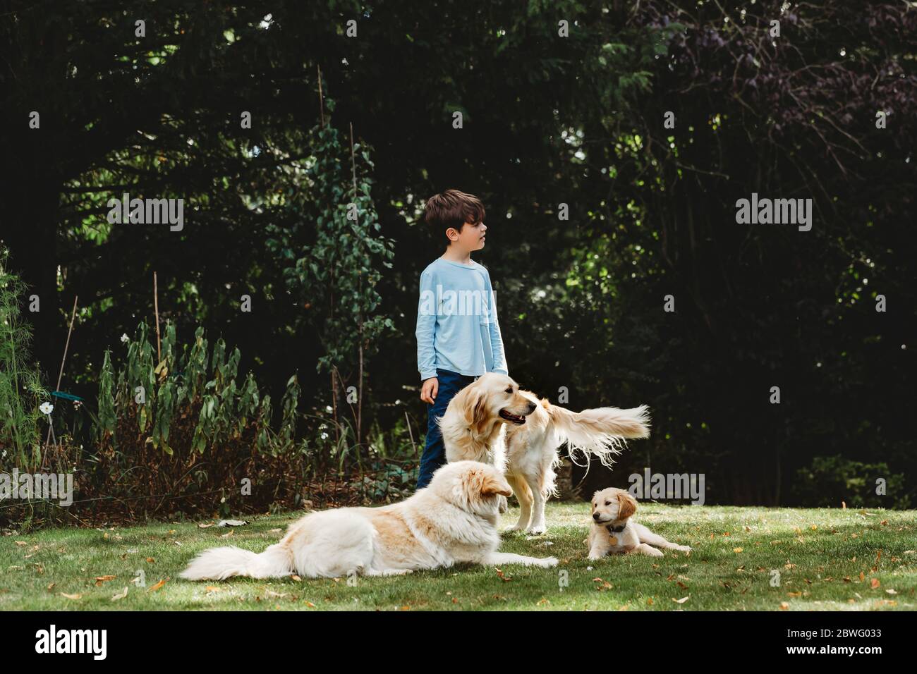 Ragazzo in piedi in cortile con cani Golden Retriever e cucciolo Foto Stock