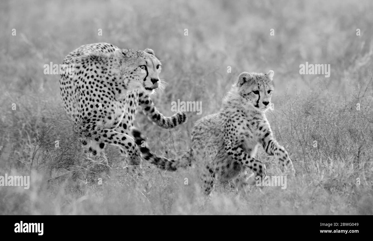 Cheetah (Acinonyx jubatus), Ngorongoro Conservation Area, Tanzania, Africa Foto Stock