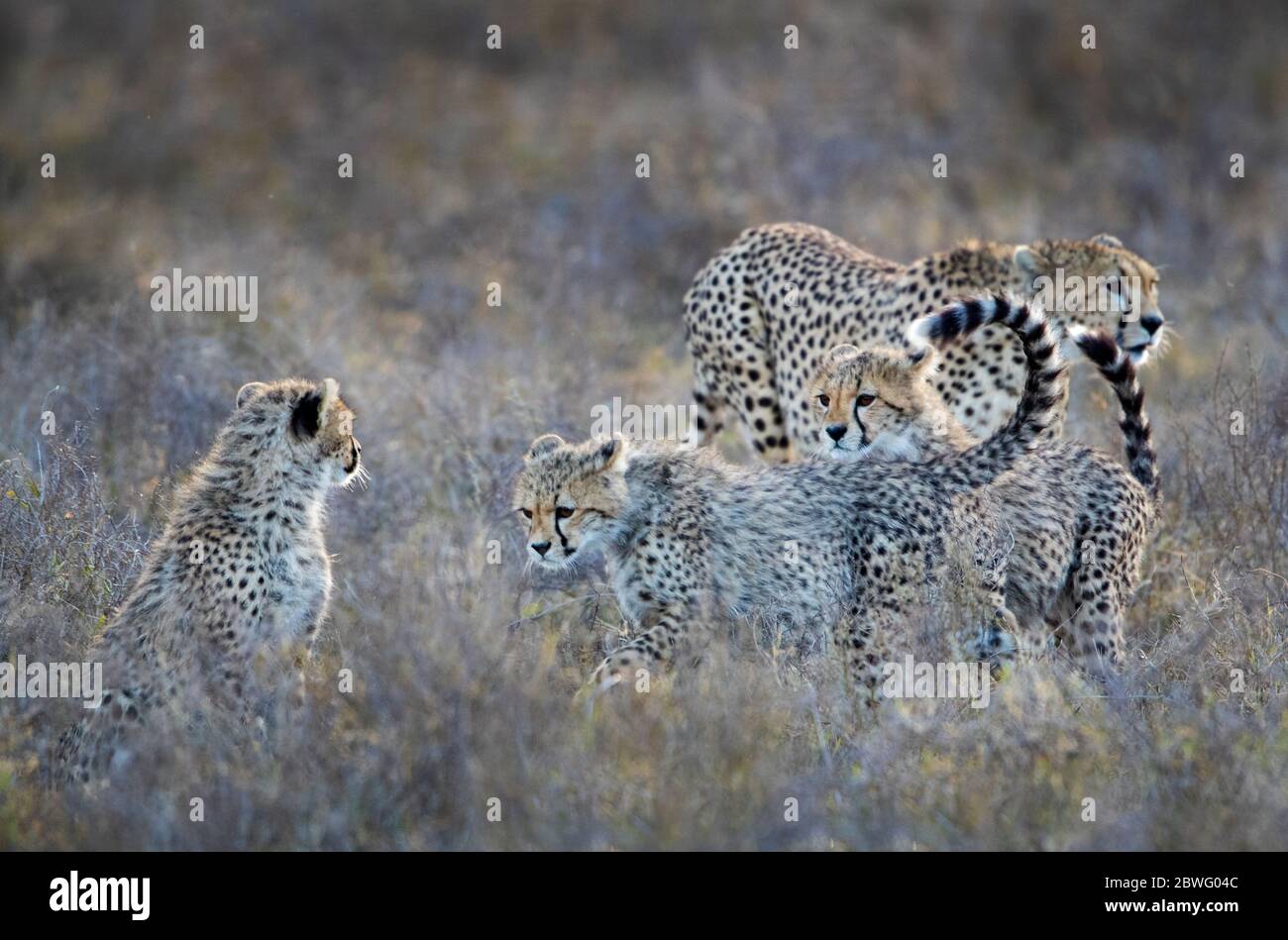 Gruppo di ghepardi (Achinonyx jubatus), Area di conservazione di Ngorongoro, Tanzania, Africa Foto Stock