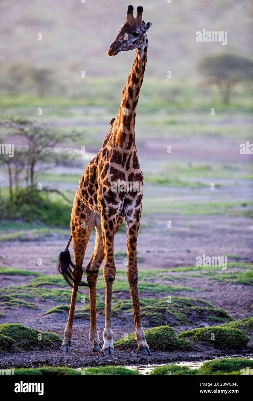 Masai giraffe (Giraffa camelopardalis tippelskirchii), Area di conservazione di Ngorongoro, Tanzania, Africa Foto Stock