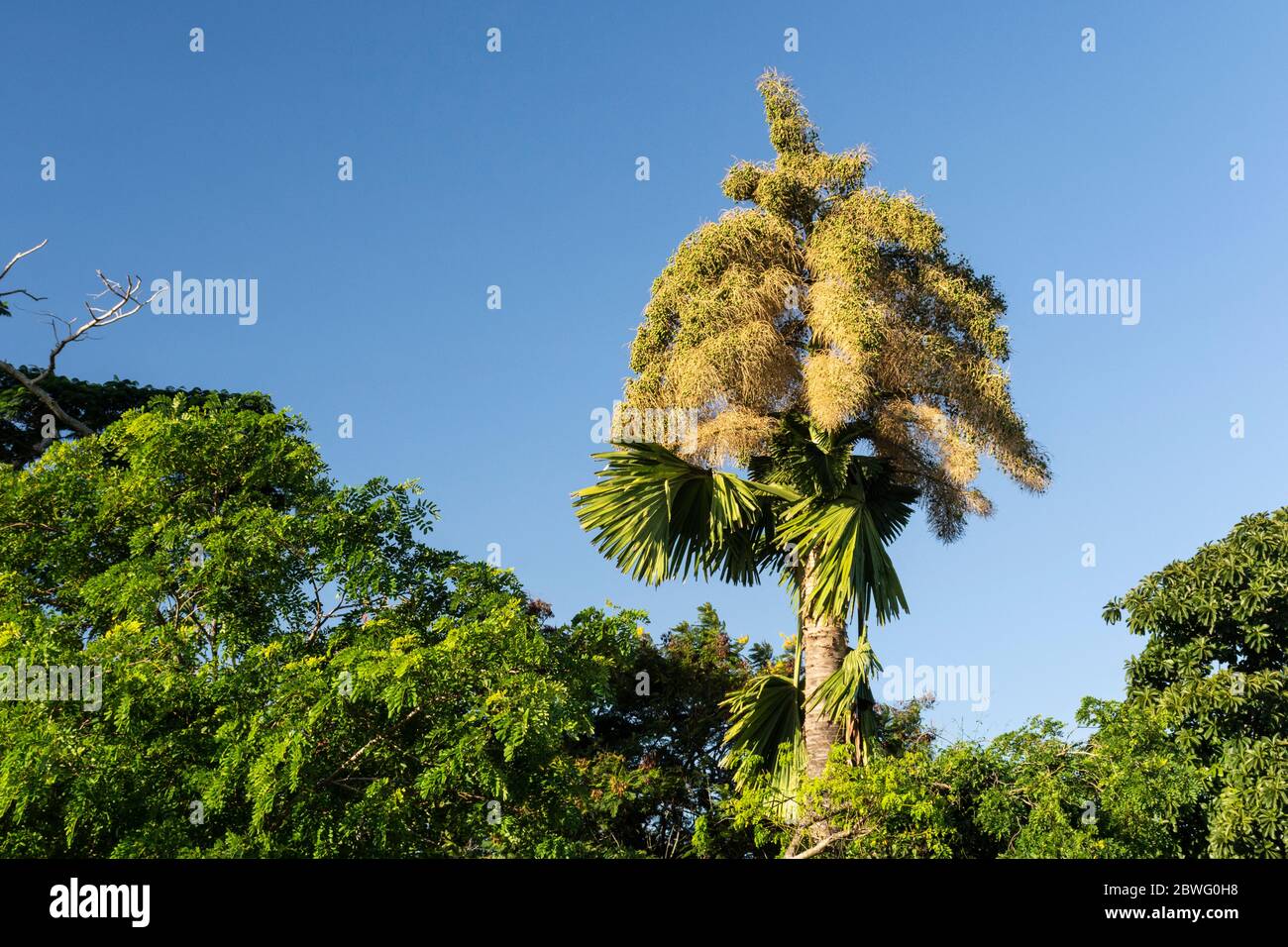 Vista sulla splendida palma in fiore dei Talipot nell'area verde di Rio de Janeiro, Brasile Foto Stock