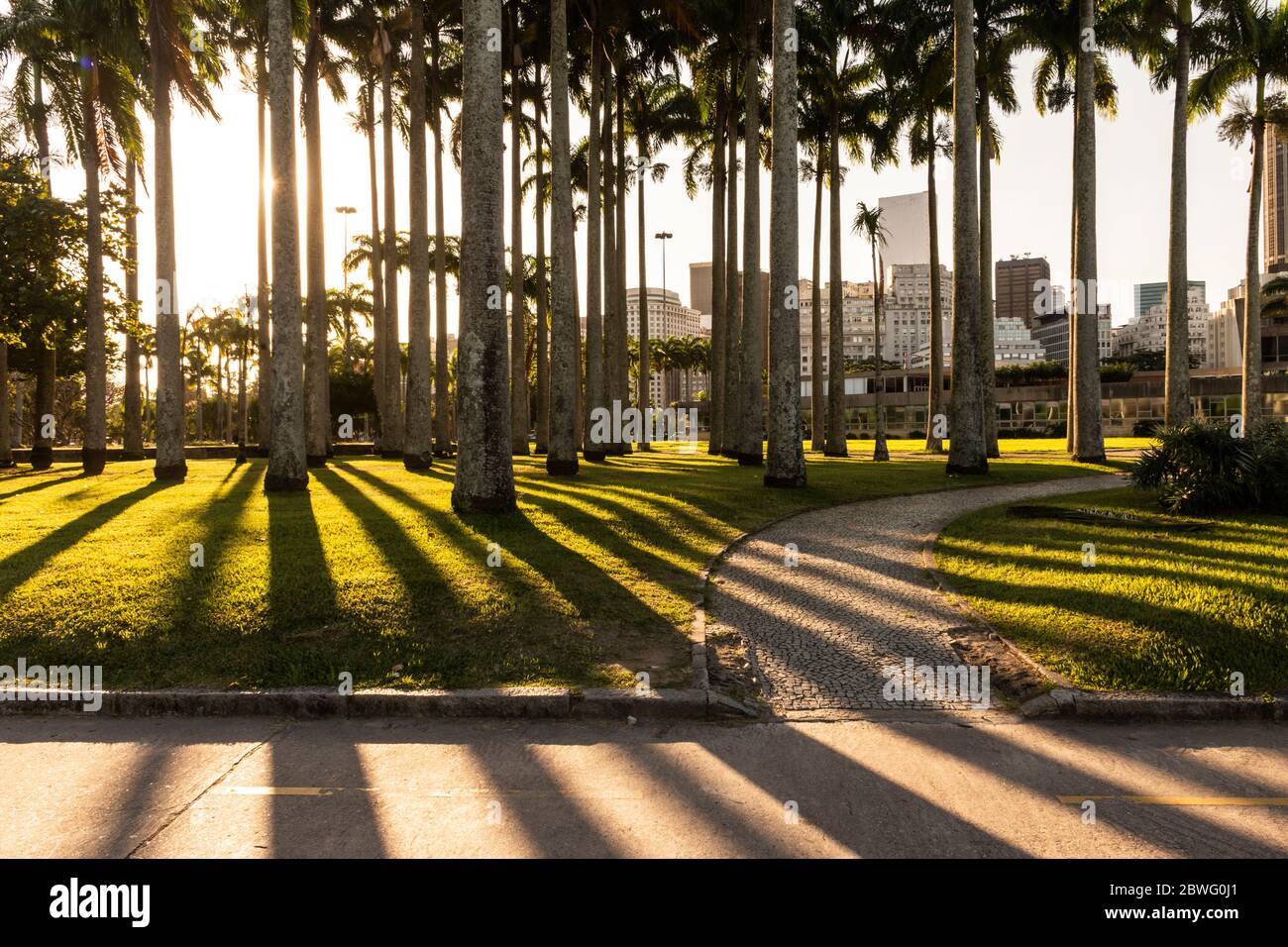 Splendida vista del tramonto sulle palme imperiali con ombre contrastanti e retroilluminazione a Rio de Janeiro, Brasile Foto Stock