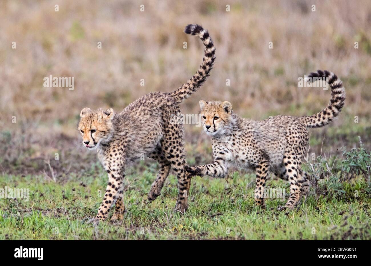 Due ghepardi (Achinonyx jubatus), Area di conservazione di Ngorongoro, Tanzania, Africa Foto Stock