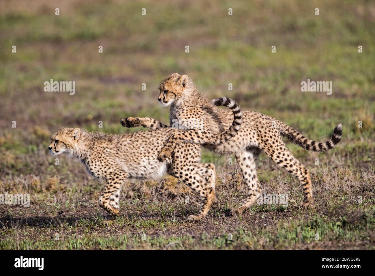Due ghepardi (Achinonyx jubatus), Area di conservazione di Ngorongoro, Tanzania, Africa Foto Stock