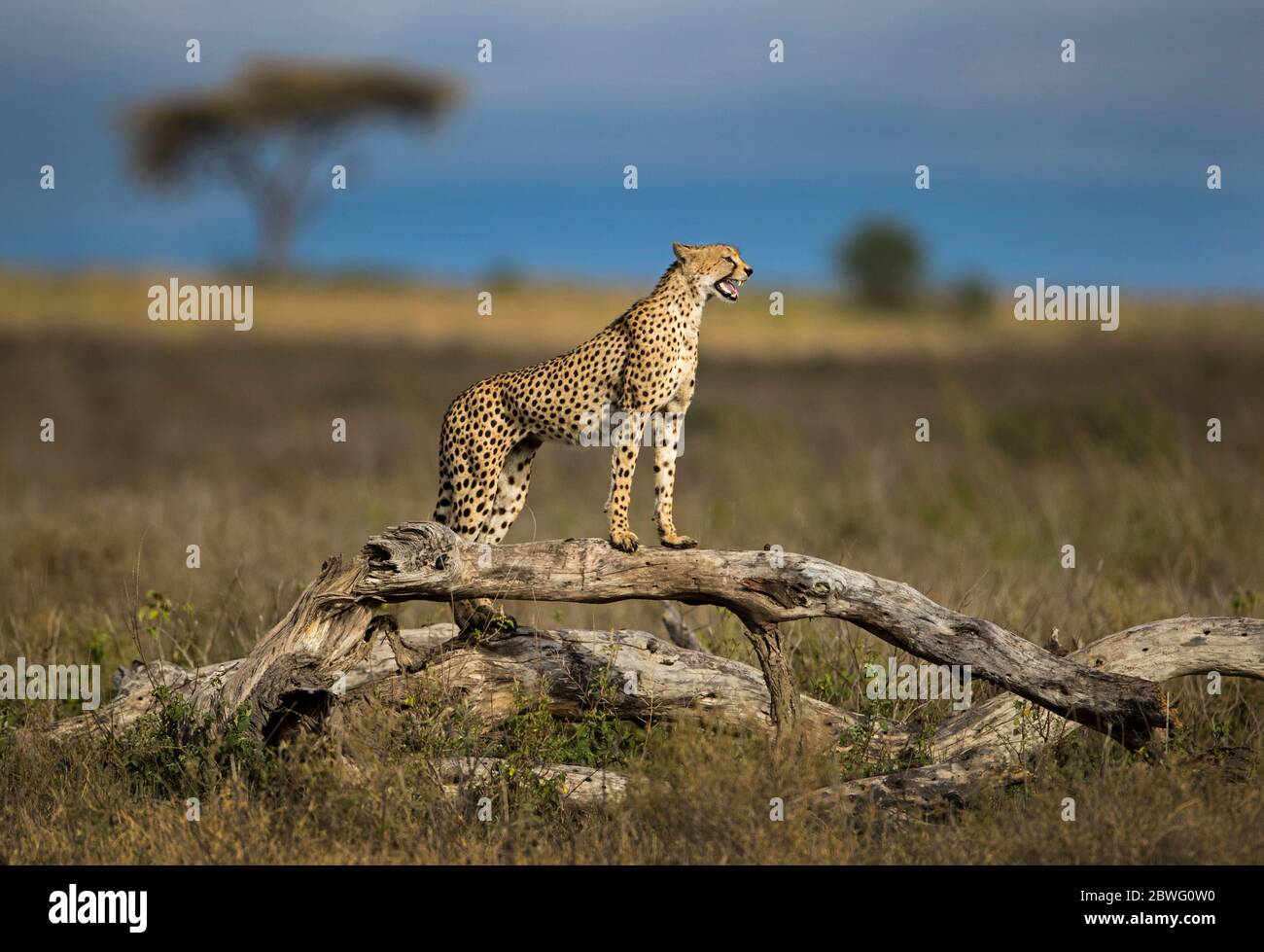 Cheetah (Acinonyx jubatus), Ngorongoro Conservation Area, Tanzania, Africa Foto Stock