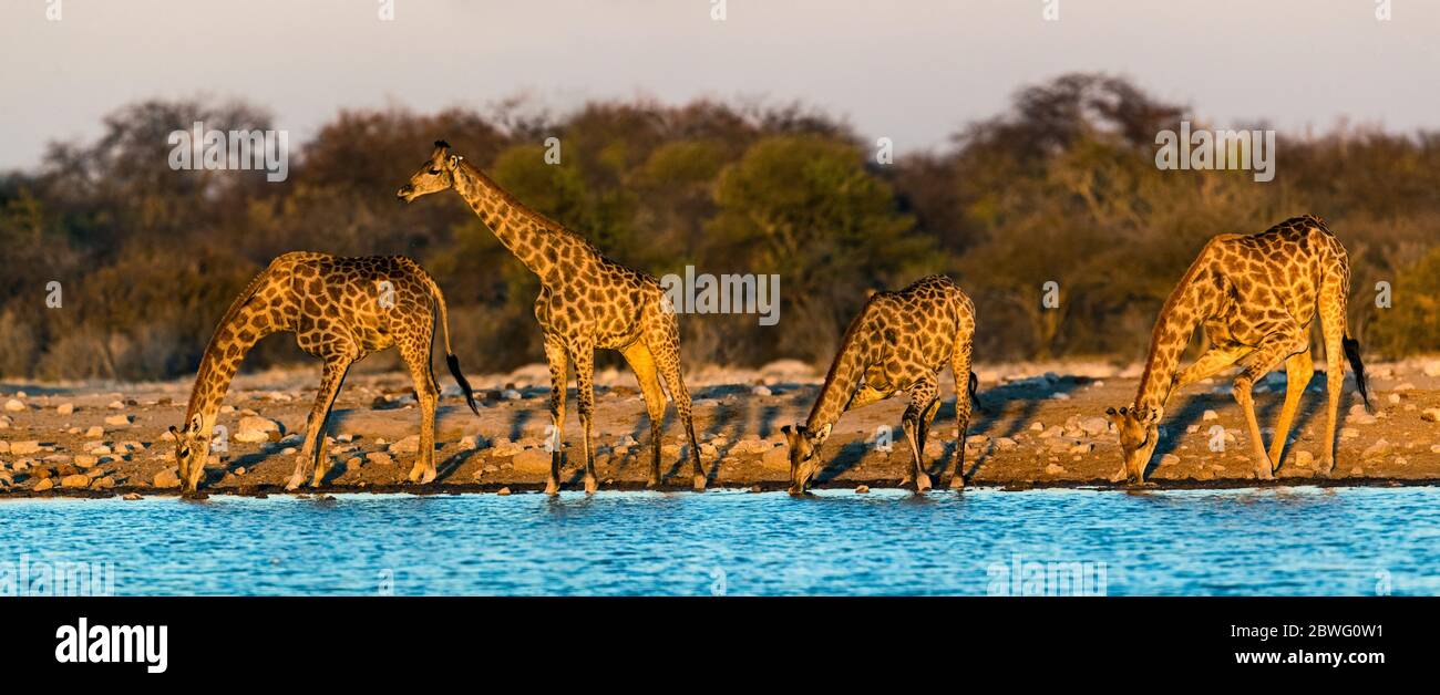 Gruppo di giraffe meridionali (giraffa giraffa) che beve presso il bacino d'acqua, il Parco Nazionale di Etosha, Namibia, Africa Foto Stock