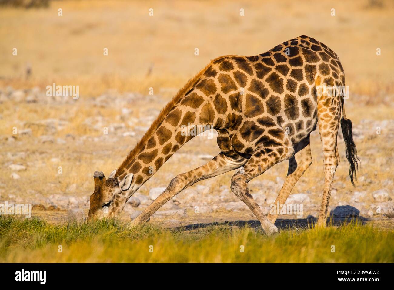 Giraffa meridionale (giraffa giraffa) pascolo, Etosha Parco Nazionale, Namibia, Africa Foto Stock