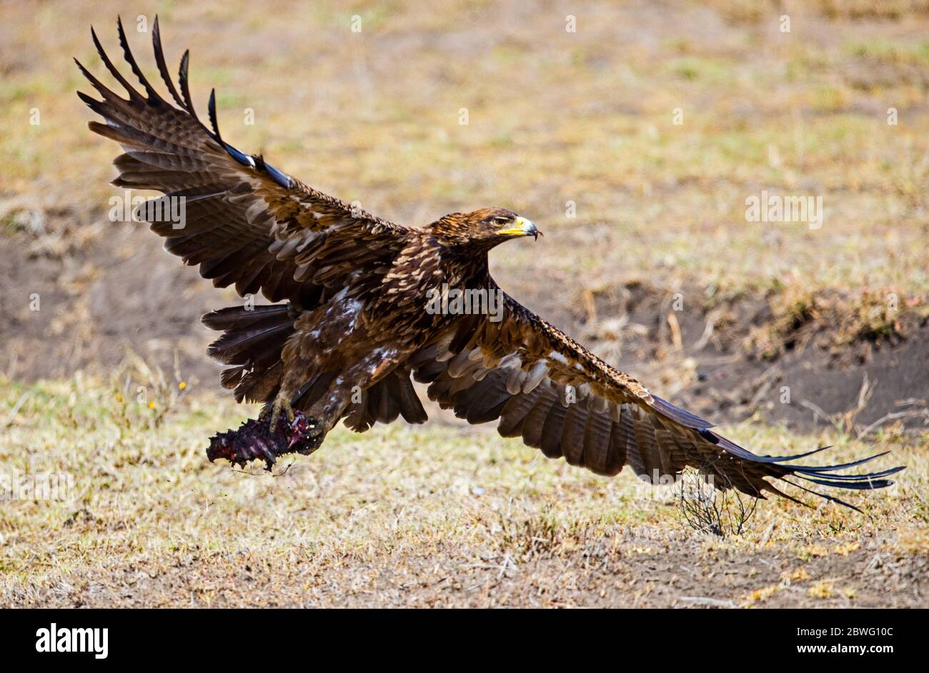Aquila (Aquila rapax) volare, Kgalagadi Tranfrontiera Park, Namibia, Africa Foto Stock