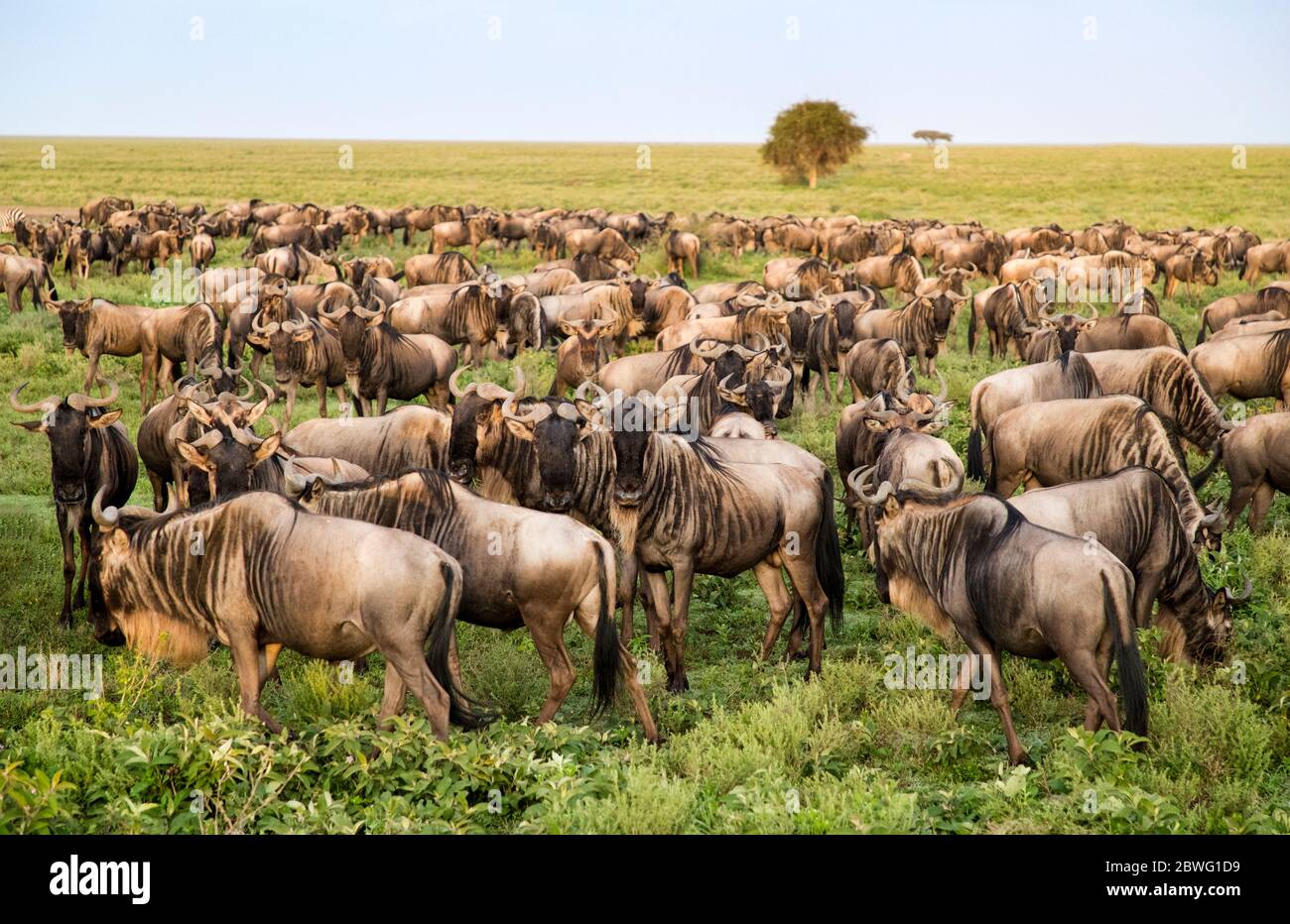 Mandria di wildebeest (Connochaetes taurinus mearnsi), Area di conservazione di Ngorongoro, Tanzania, Africa Foto Stock