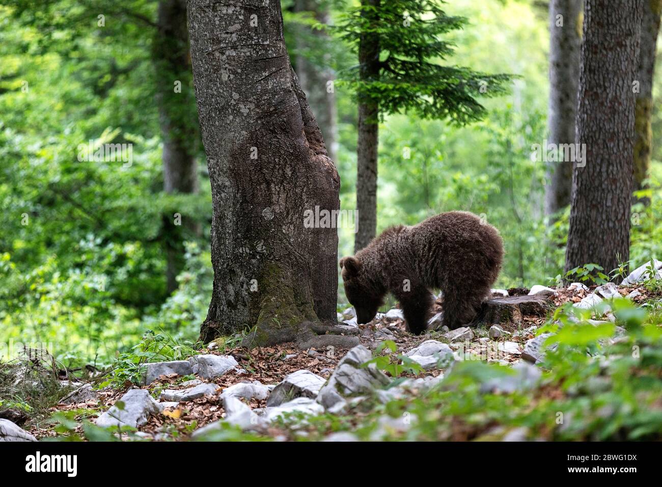 Giovane orso bruno nella foresta. Animale nell'habitat naturale Foto Stock