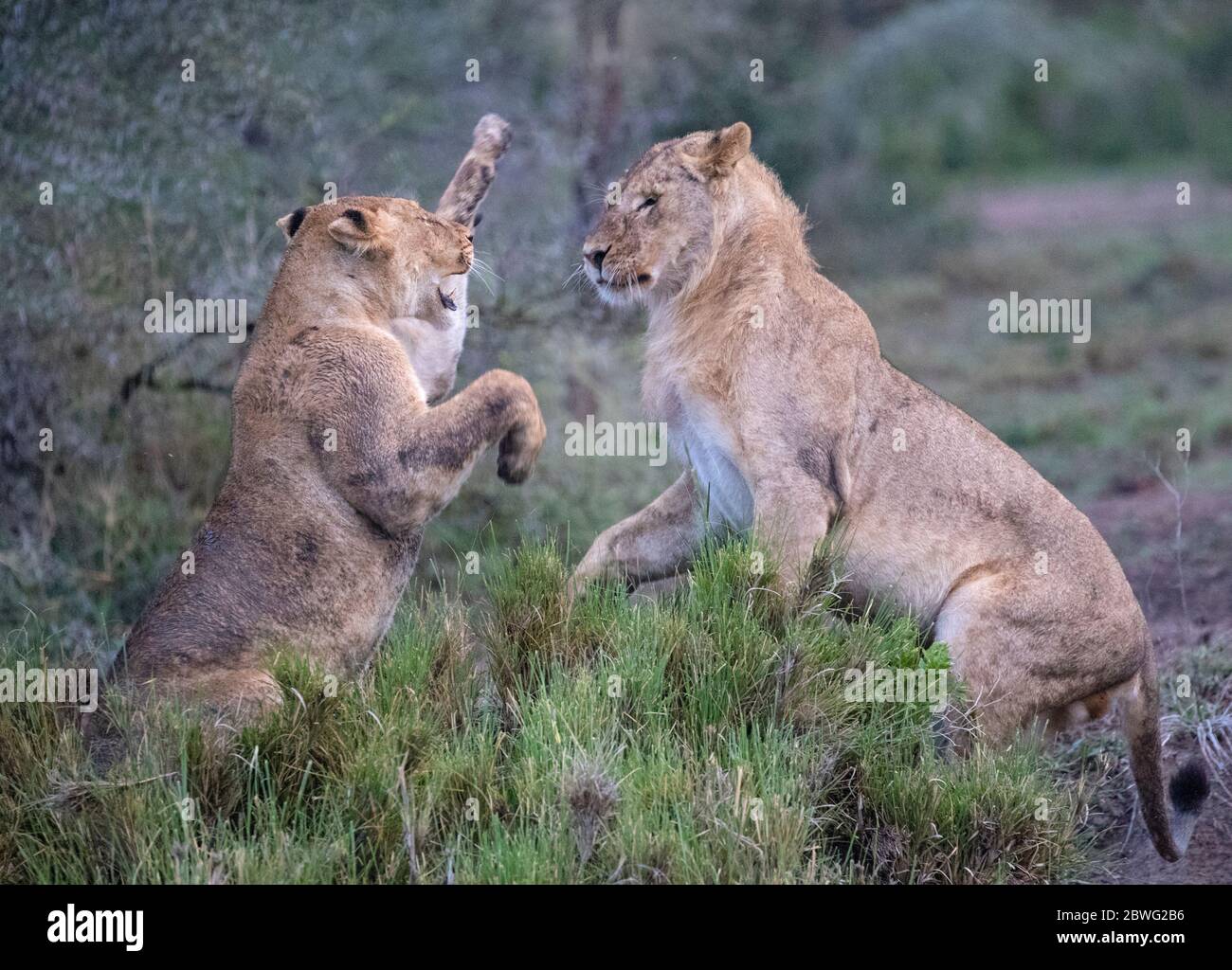 Lionesses (Panthera leo), Area di conservazione di Ngorongoro, Tanzania, Africa Foto Stock