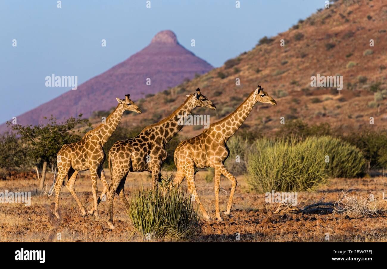 Gruppo di tre giraffe meridionali (giraffa giraffa), Parco Nazionale di Etosha, Namibia, Africa Foto Stock