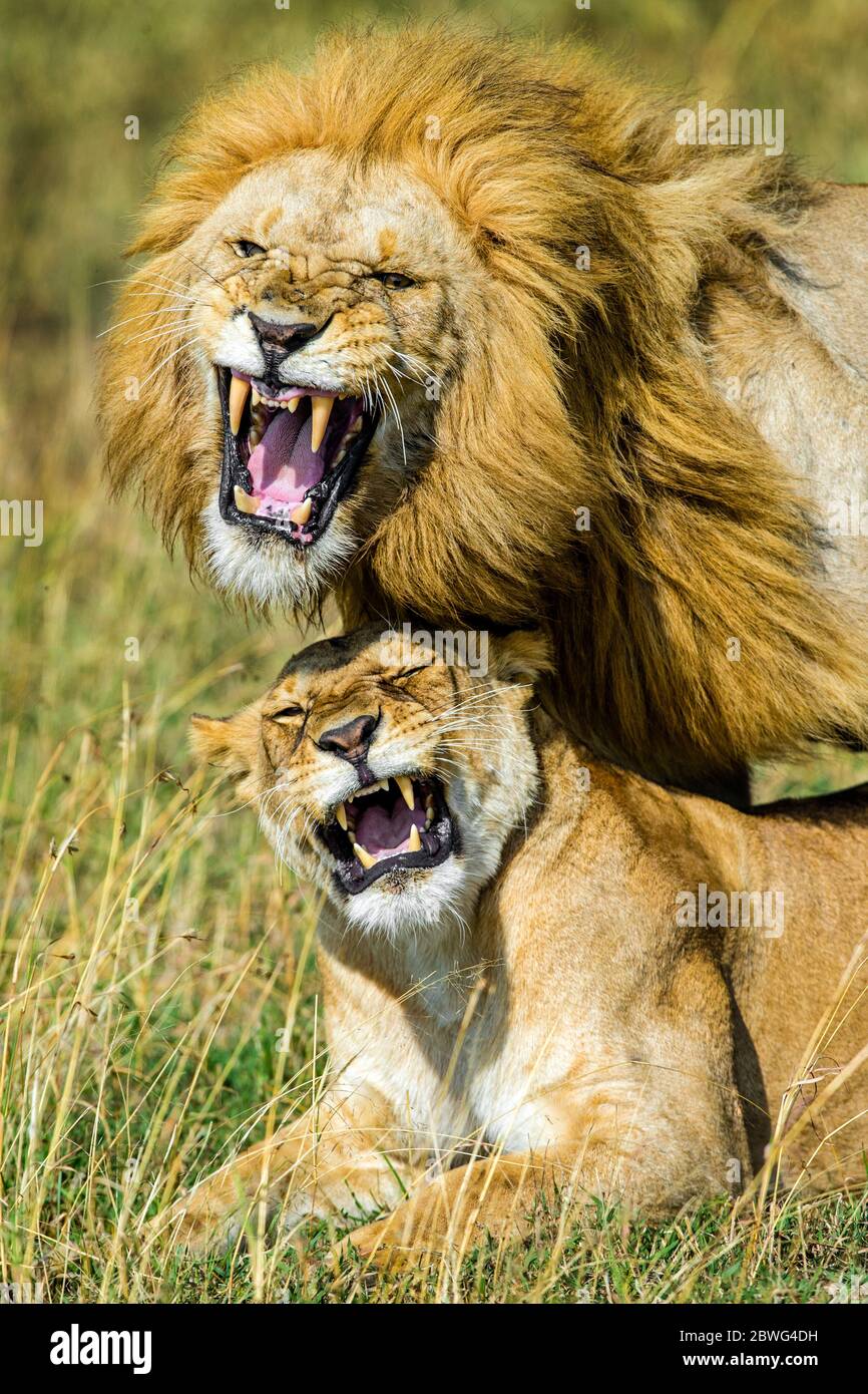 Leone e leonessa (Panthera leo), Parco Nazionale Serengeti, Tanzania, Africa Foto Stock