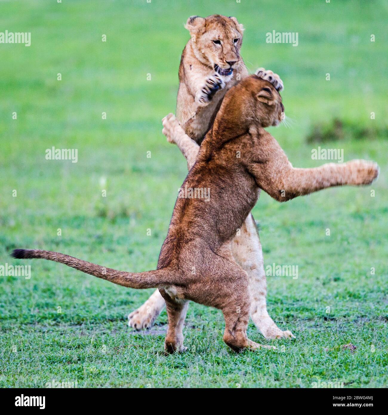 Due leonesse (Panthera leo) combattono, Area di conservazione di Ngorongoro, Tanzania, Africa Foto Stock