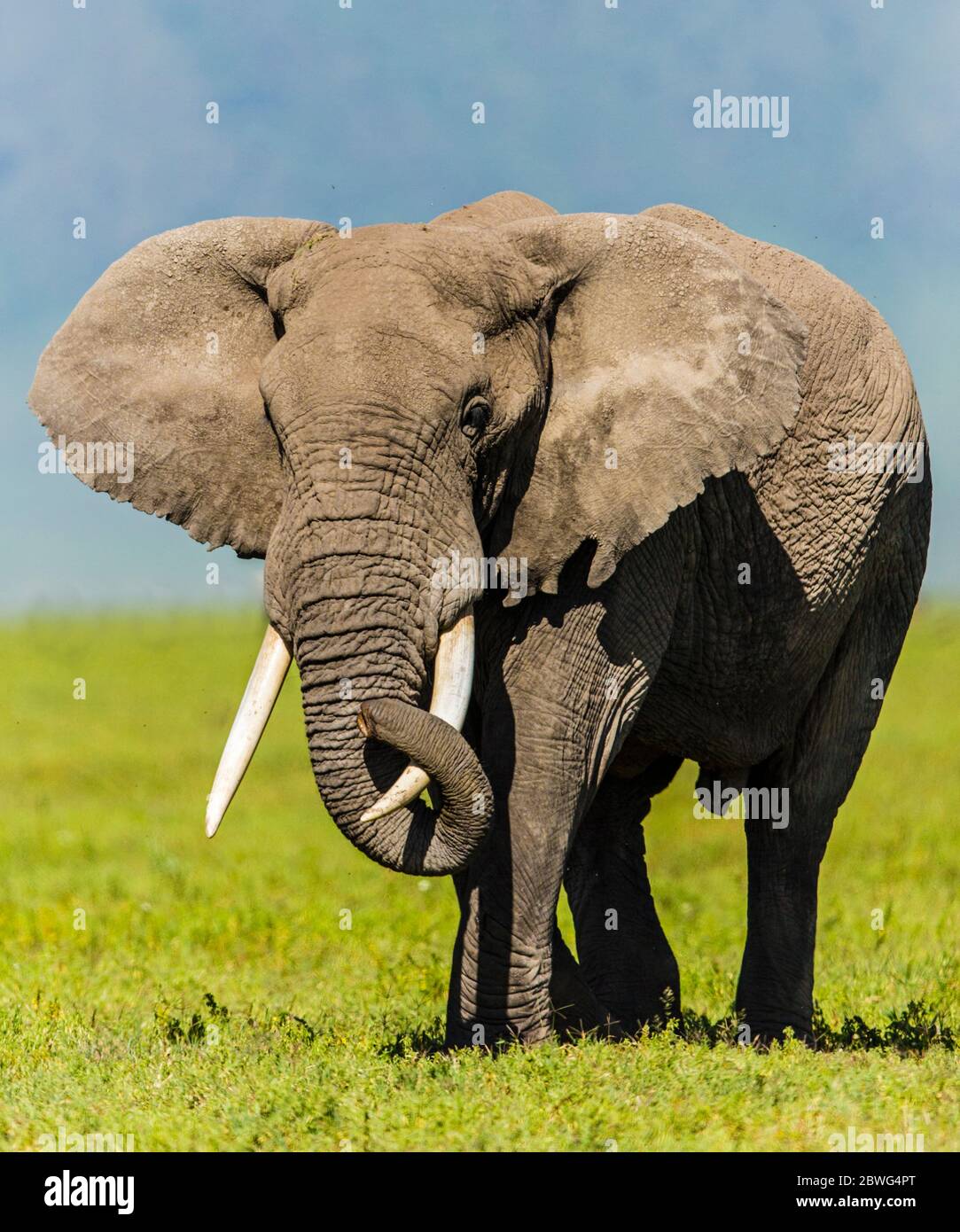 Elefante africano (Loxodonta africana), Area di conservazione di Ngorongoro, Tanzania, Africa Foto Stock