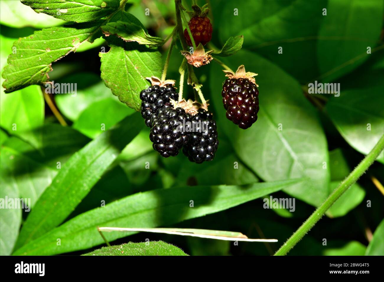 Delicious dewbaces Meridionale maturi. Foto Stock