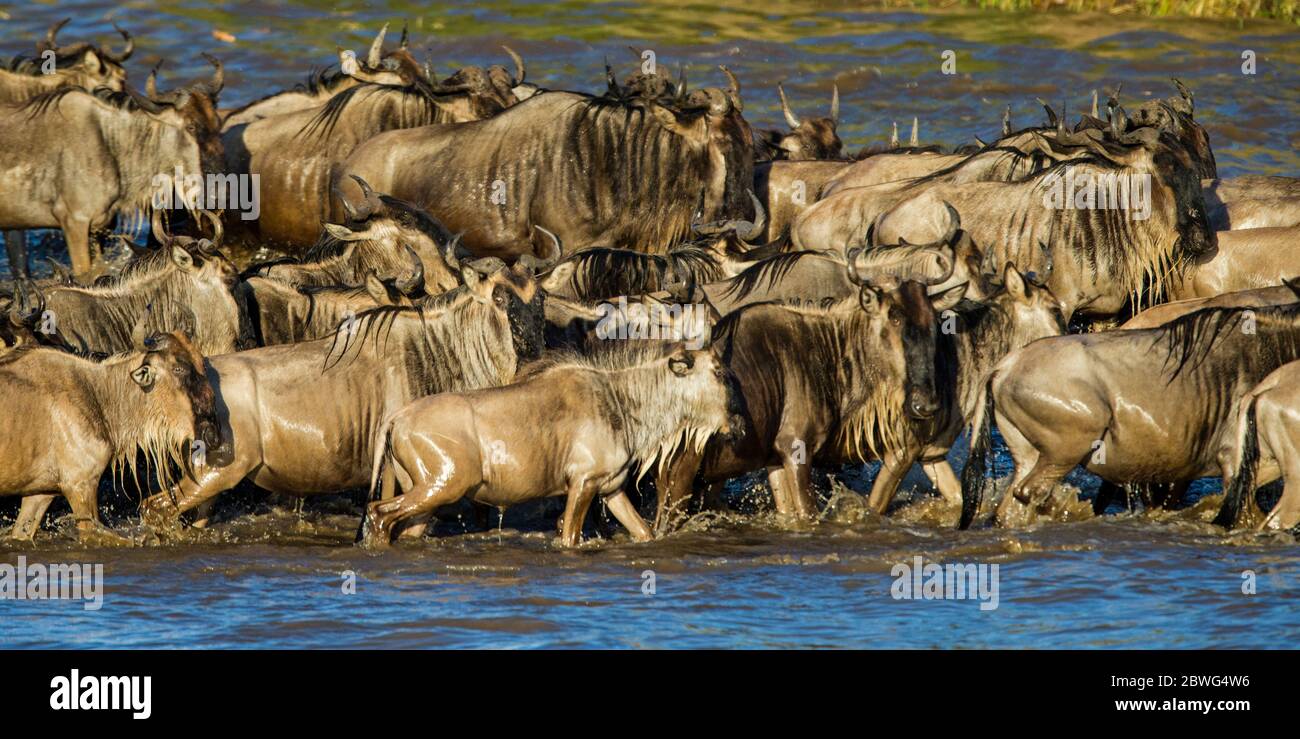 Mandria di gnu dalla boscata bianca occidentale (Connochaetes taurinus mearnsi), Parco Nazionale Serengeti, Tanzania, Africa Foto Stock