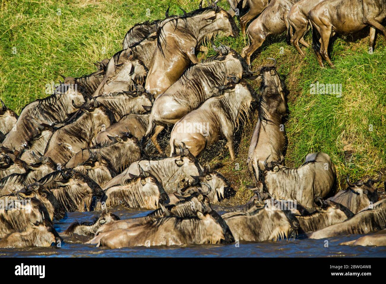 Mandria di gnu dalla boscata bianca occidentale (Connochaetes taurinus mearnsi), Parco Nazionale Serengeti, Tanzania, Africa Foto Stock