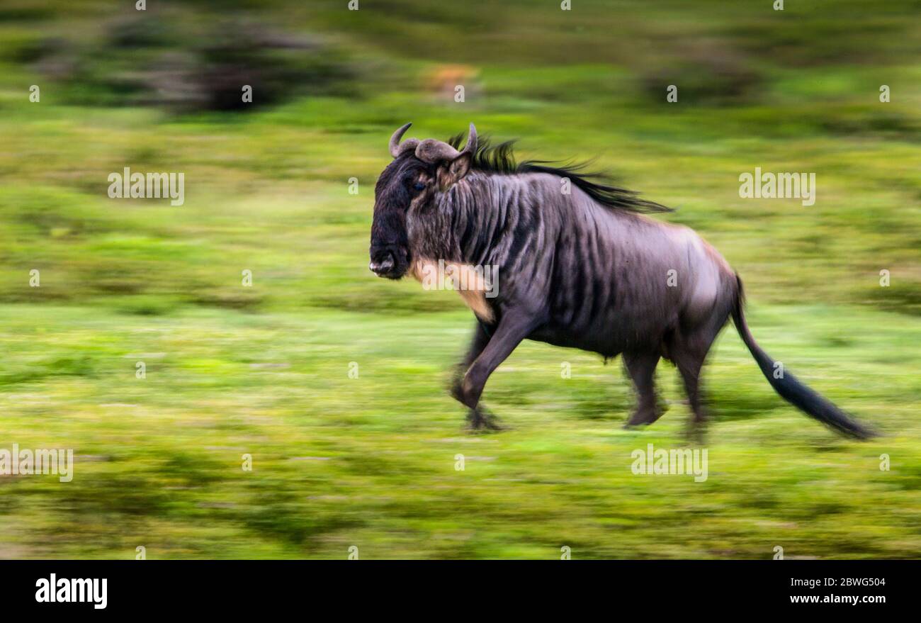 white-bearded wildebeest (Connochaetes taurinus mearnsi) running, Ngorongoro Conservation Area, Tanzania, Africa Foto Stock