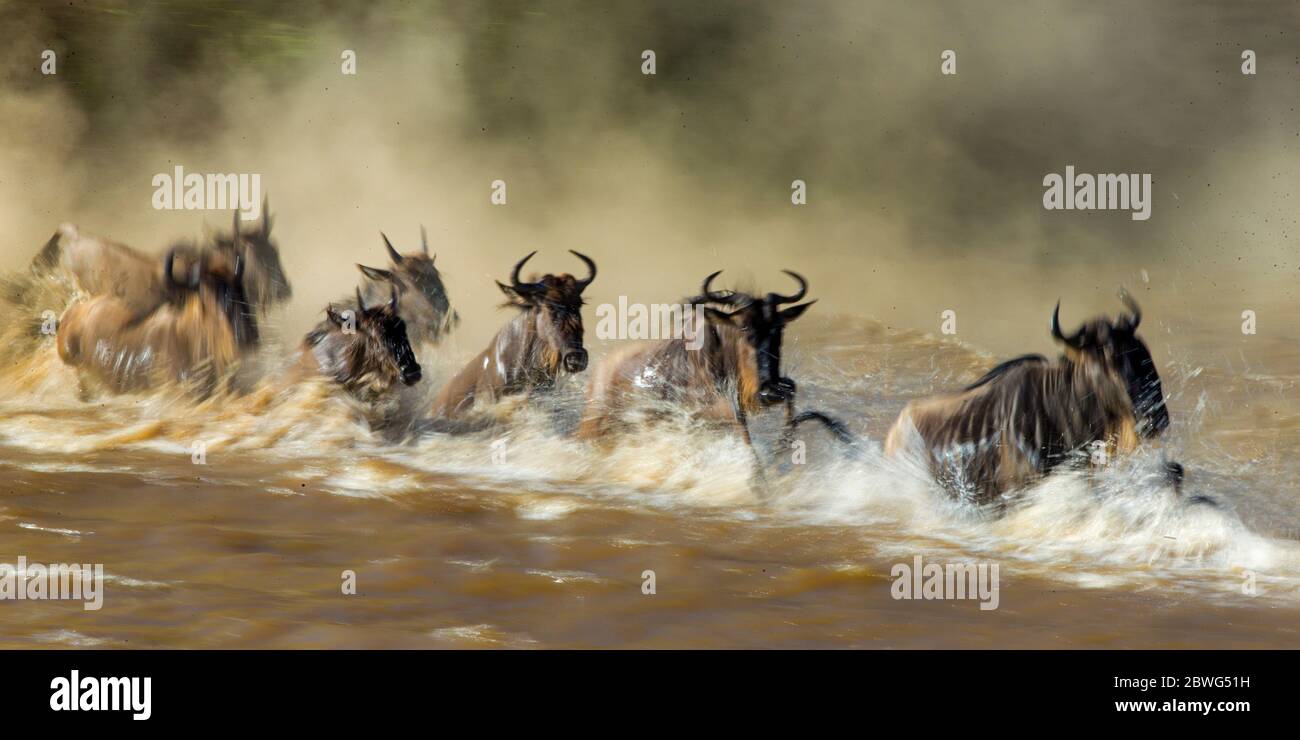 gnu dalla bearded bianca occidentale (Connochaetes taurinus mearnsi), Parco Nazionale Serengeti, Tanzania, Africa Foto Stock