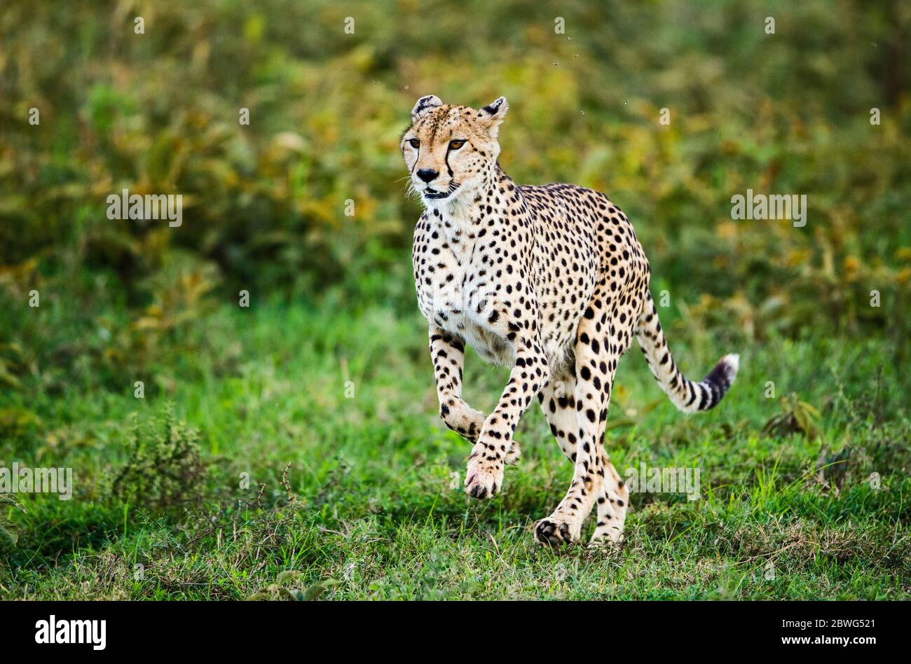 Ghepardo (Achinonyx jubatus) running, Ngorongoro Conservation Area, Tanzania, Africa Foto Stock